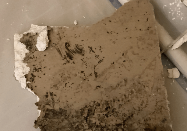 Benefits of Hiring Professional Mold Removal Services