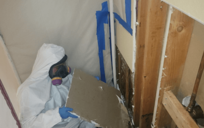 The Importance of Hiring Professionals for Mold Remediation