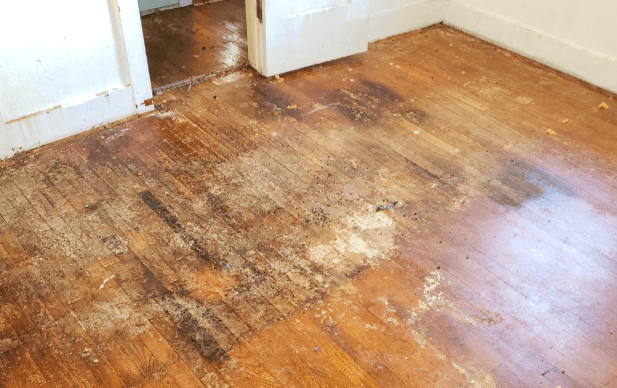 Signs of Structural Water Damage