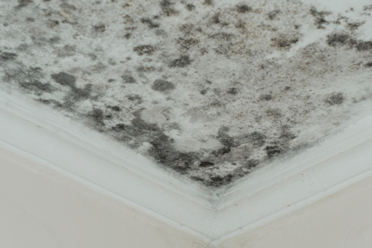 How to Know When It’s Time to Call a Professional for Mold Remediation